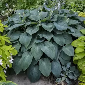 Hosta 'Blue Angel' 1.5L - image 4