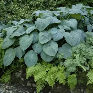 Hosta 'Blue Angel' 1.5L - image 2