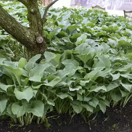 Hosta 'Blue Angel' 1.5L - image 3