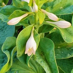 Image Credit: Bridge Nurseries