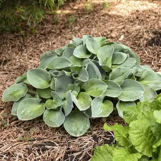 Hosta 'Blue Mouse Ears' 9cm - image 2