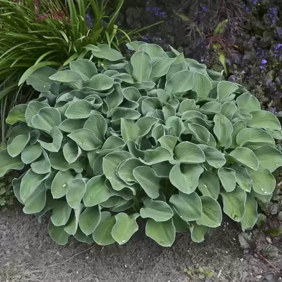 Hosta 'Blue Mouse Ears' 2L - image 1