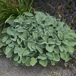 Hosta 'Blue Mouse Ears' 1L - image 1