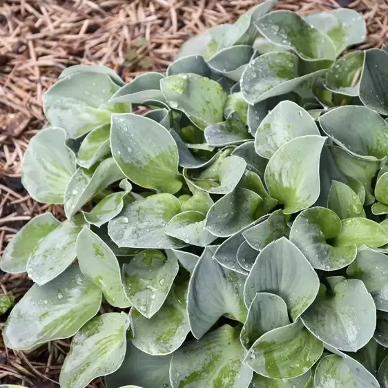 Hosta 'Blue Mouse Ears' 9cm - image 3