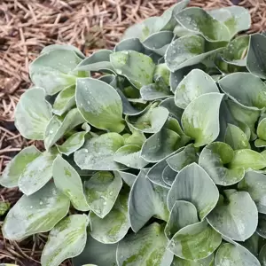 Hosta 'Blue Mouse Ears' 9cm - image 3