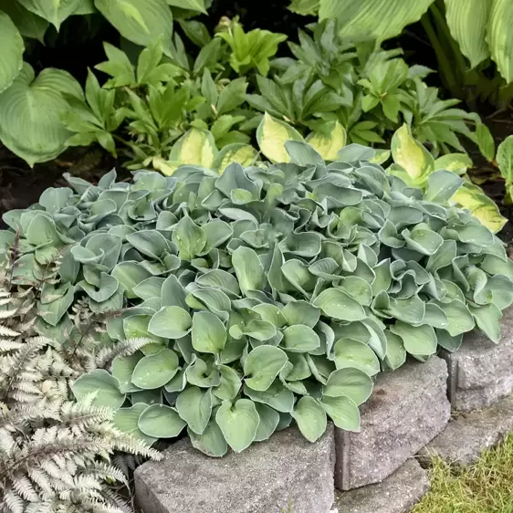 Hosta 'Blue Mouse Ears' 1L - image 4