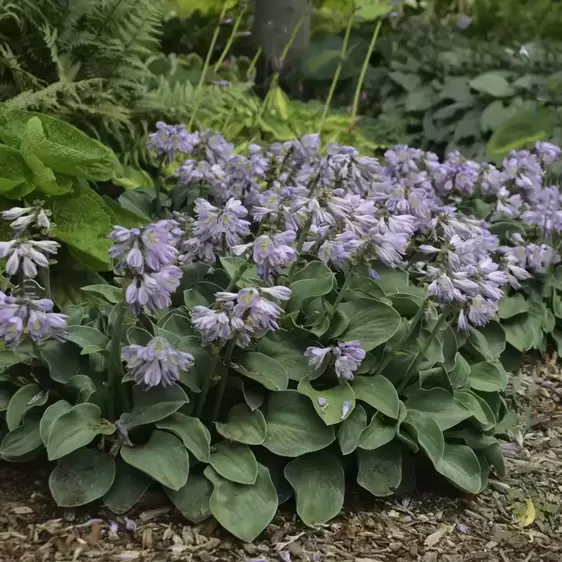 Hosta 'Blue Mouse Ears' 1.5L - image 5