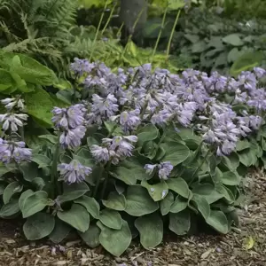 Hosta 'Blue Mouse Ears' 9cm - image 5