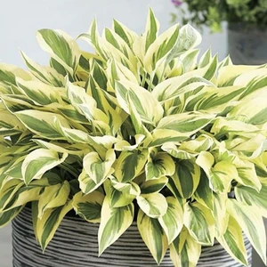Hosta 'Bobcat'
