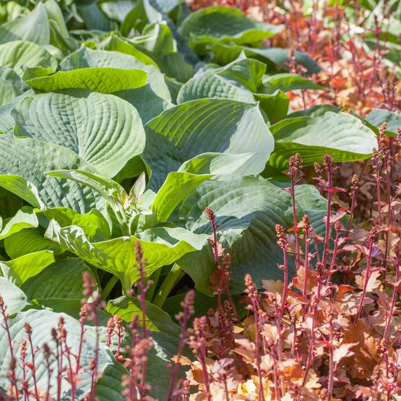 Hosta 'Bressingham Blue'