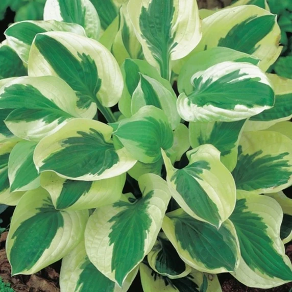 Hosta 'Brim Cup'