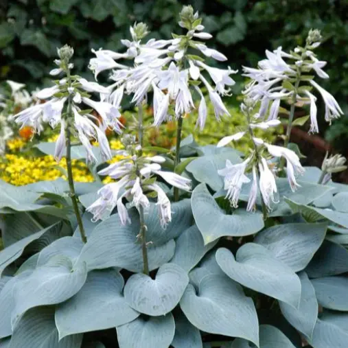 Hosta 'Bulletproof'