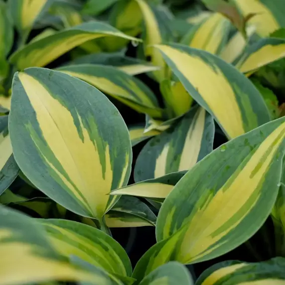 Hosta 'Catherine' 11cm
