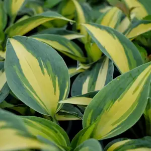 Hosta 'Catherine' 11cm