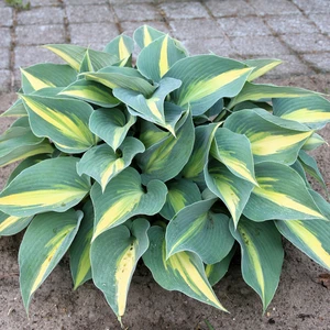 Hosta 'Catherine' 11cm - image 2