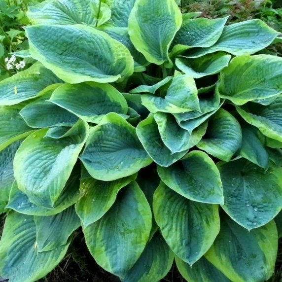 Hosta 'Christmas Tree'
