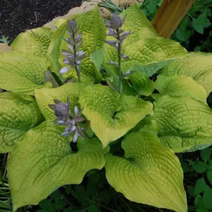 Picture - Proven Winners