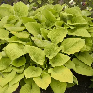 Picture - Proven Winners