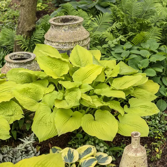 Picture - Proven Winners