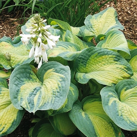 Hosta 'Colour Glory'