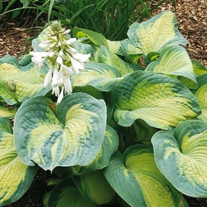 Hosta 'Colour Glory'