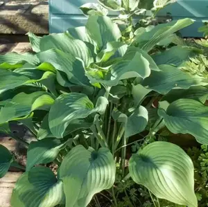 Hosta 'Devon Blue'