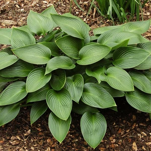 Hosta 'Devon Green' 3L - image 3