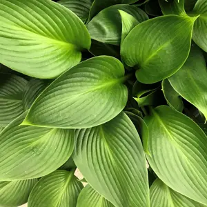 Hosta 'Devon Green' 3L - image 1