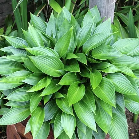 Hosta 'Devon Green' 3L - image 2
