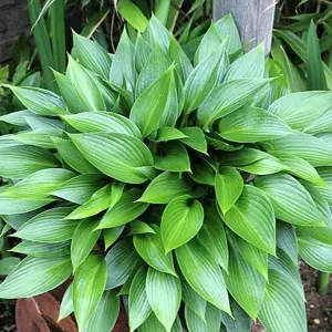Hosta 'Devon Green' 3L - image 2