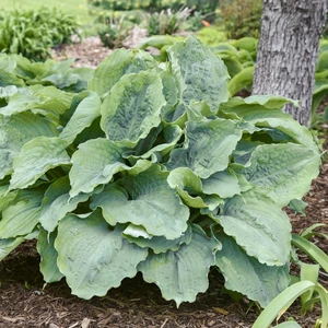 Picture - Proven Winners