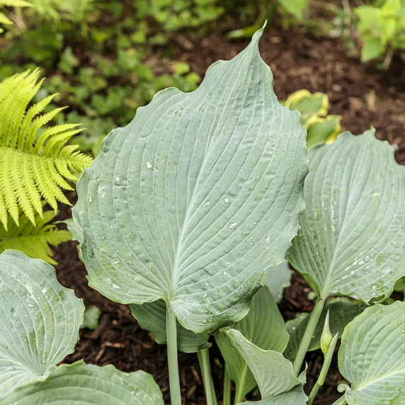 Picture - Proven Winners