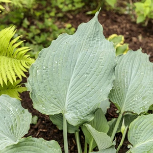 Picture - Proven Winners