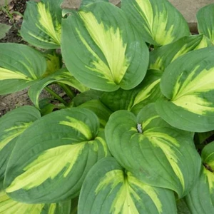 Hosta 'Emerald Charger' 3L