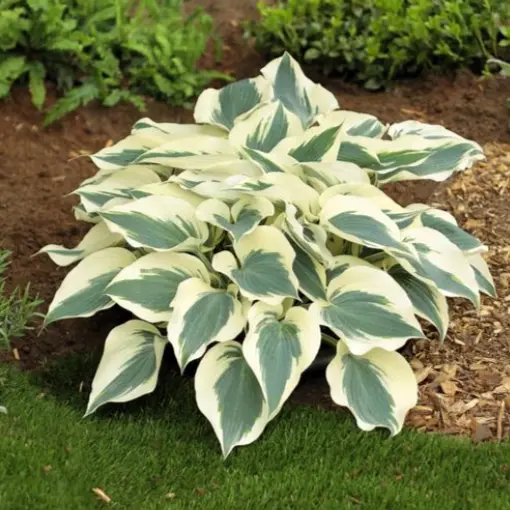 Hosta 'Firn Line'