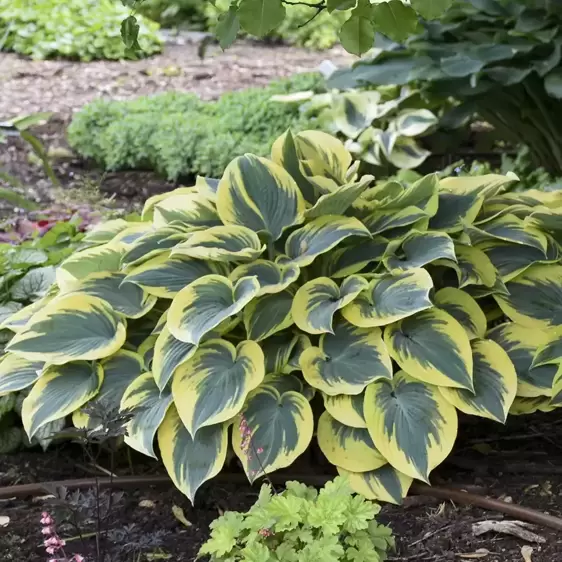 Hosta 'First Frost' 1L - image 3
