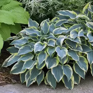 Hosta 'First Frost' 1L - image 4