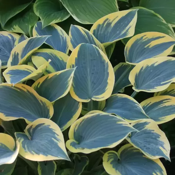 Hosta 'First Frost' 1L - image 1