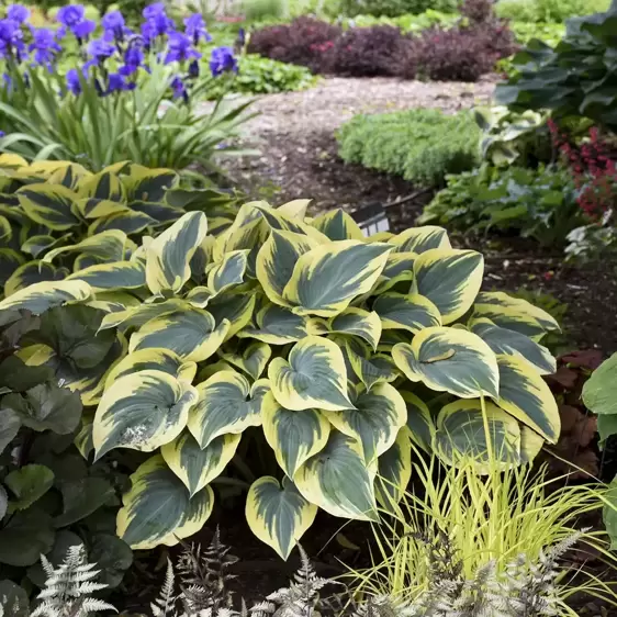 Hosta 'First Frost' 1L - image 2