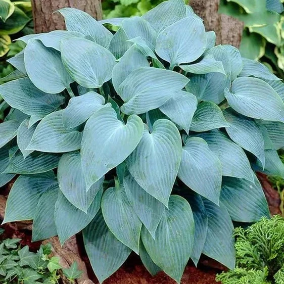 Hosta 'Fragrant Blue'
