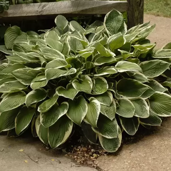 Hosta 'Francee' 1L - image 2