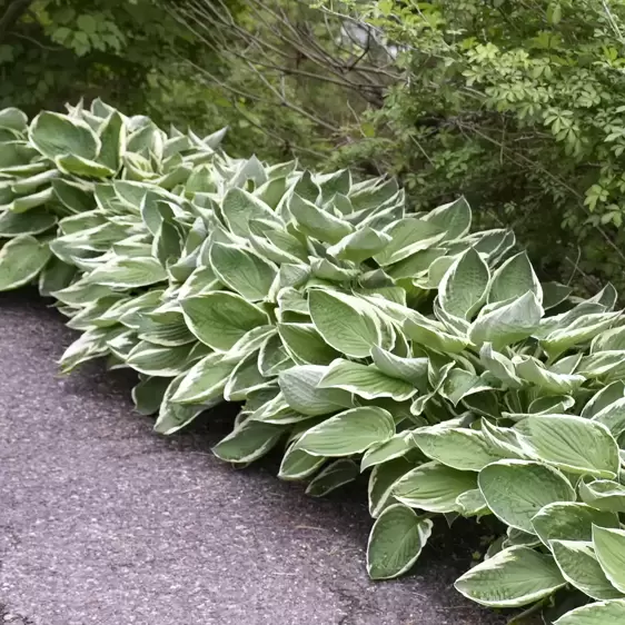 Hosta 'Francee' 1L - image 3