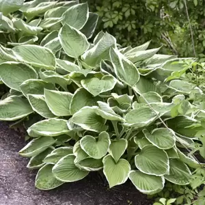 Hosta 'Francee' 1L - image 4