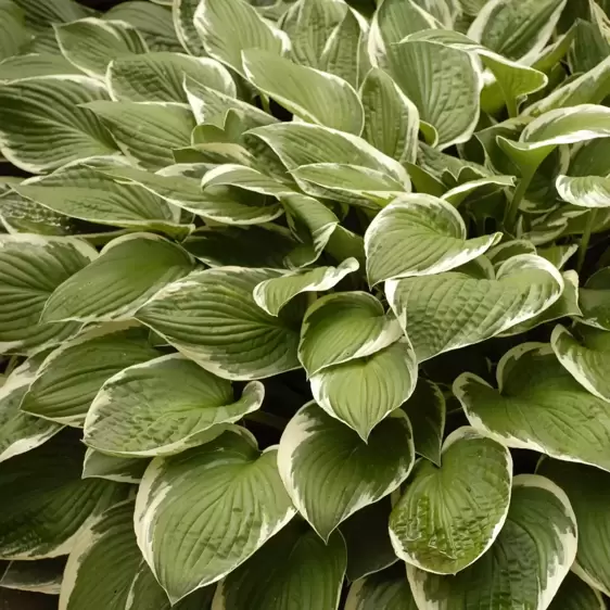 Hosta 'Francee' 1L - image 1