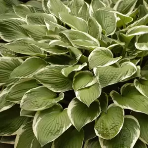 Hosta 'Francee' 3L - image 1