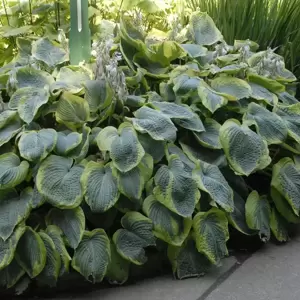 Hosta 'Frances Williams' - image 3