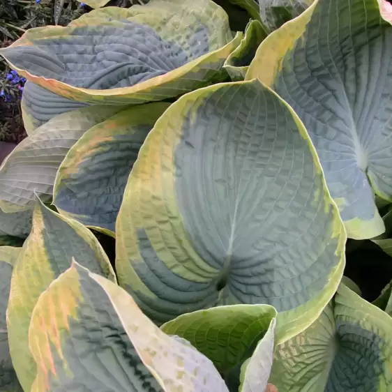 Hosta 'Frances Williams' - image 1