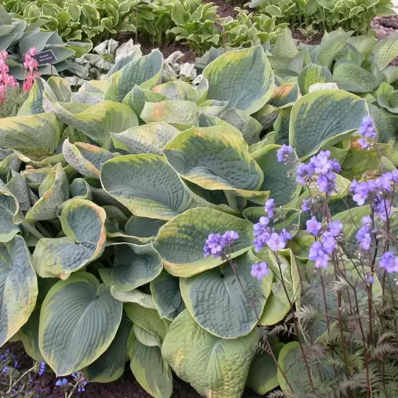 Hosta 'Frances Williams' - image 2