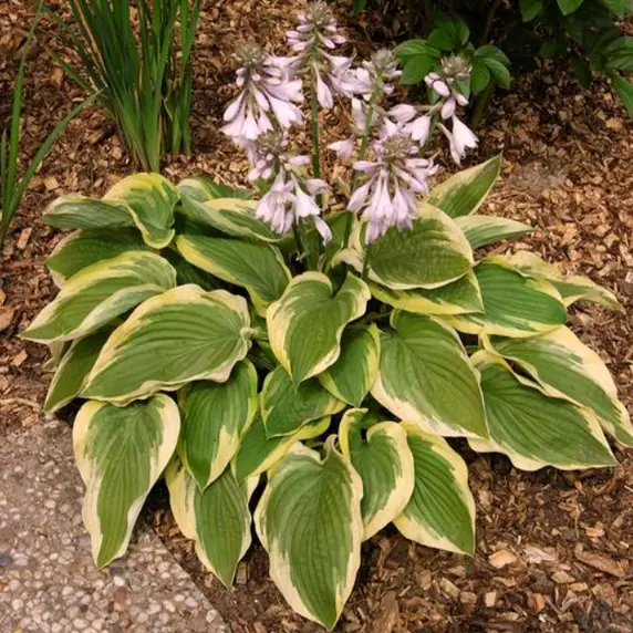 Image Credit: Walters Gardens, Inc