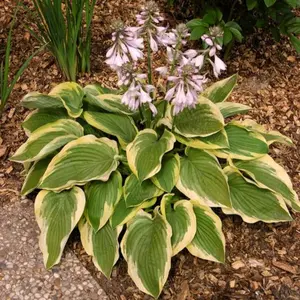 Image Credit: Walters Gardens, Inc